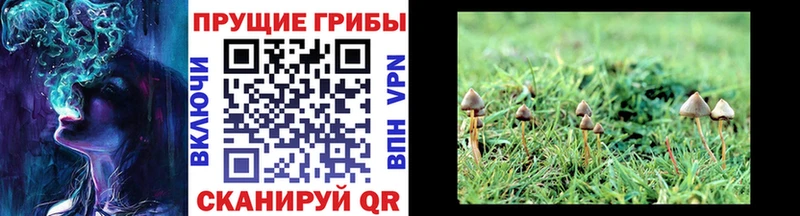 Псилоцибиновые грибы Cubensis  купить наркотики цена  Петров Вал 